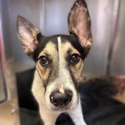 Shelter Stray Female Dog last seen Near BLOCK S PRESA, 4710 TX-151, San Antonio, TX 78227, USA