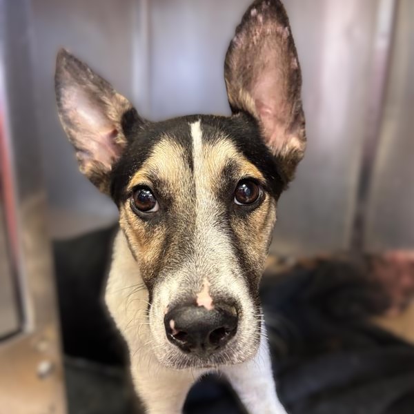 Shelter Stray Female Dog last seen Near BLOCK S PRESA, 4710 TX-151, San Antonio, TX 78227, USA