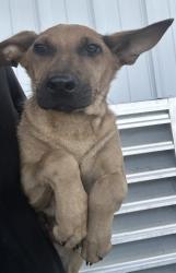 Shelter Stray Female Dog last seen Near BLOCK RIDGEVIEW ST, BAKERSFIELD CA 93306, 3951 Fruitvale Ave, Bakersfield, CA 93308, USA