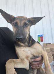 Shelter Stray Female Dog last seen Near BLOCK RIDGEVIEW ST, BAKERSFIELD CA 93306, 3951 Fruitvale Ave, Bakersfield, CA 93308, USA