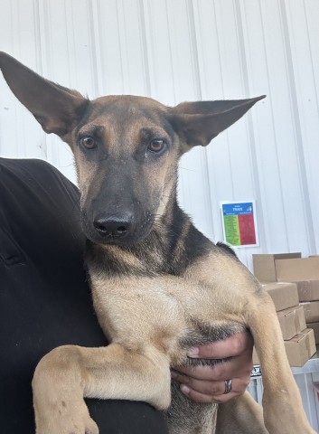 Shelter Stray Female Dog last seen Near BLOCK RIDGEVIEW ST, BAKERSFIELD CA 93306, 3951 Fruitvale Ave, Bakersfield, CA 93308, USA