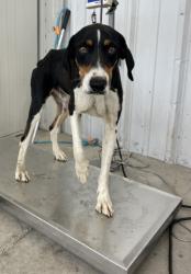 Shelter Stray Male Dog last seen Near FAIRFAX FRONTAGE RD, BAKERSFIELD CA 93306, 3951 Fruitvale Ave, Bakersfield, CA 93308, USA