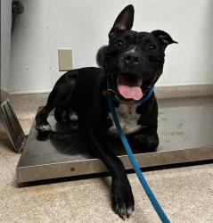 Shelter Stray Male Dog last seen Near BLOCK MORNING DR, BAKERSFIELD CA 93306, 3951 Fruitvale Ave, Bakersfield, CA 93308, USA