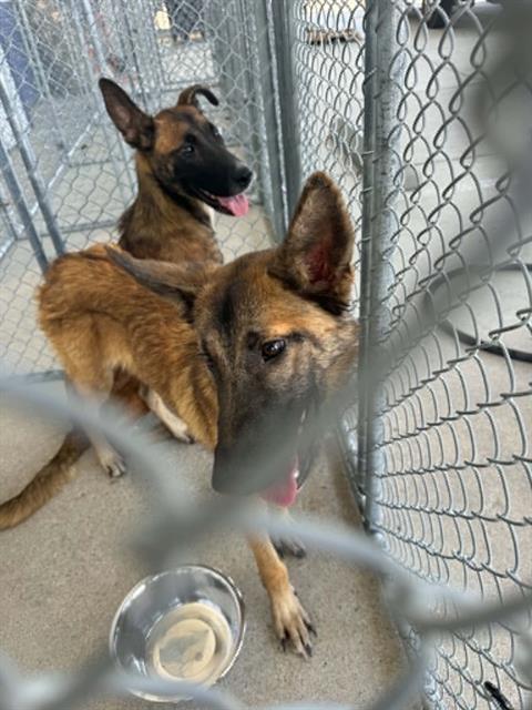 Shelter Stray Male Dog last seen Near BLOCK EL TEJON AVE, BAKERSFIELD CA 93308, 3951 Fruitvale Ave, Bakersfield, CA 93308, USA