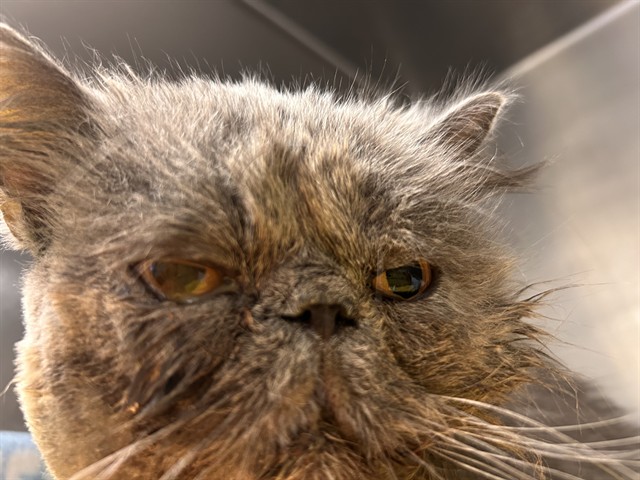 Shelter Stray Male Cat last seen Near BLOCK EAGLE PEAK RD, RIVERSIDE, CA, 6851 Van Buren Boulevard, Jurupa Valley, CA 92509, USA