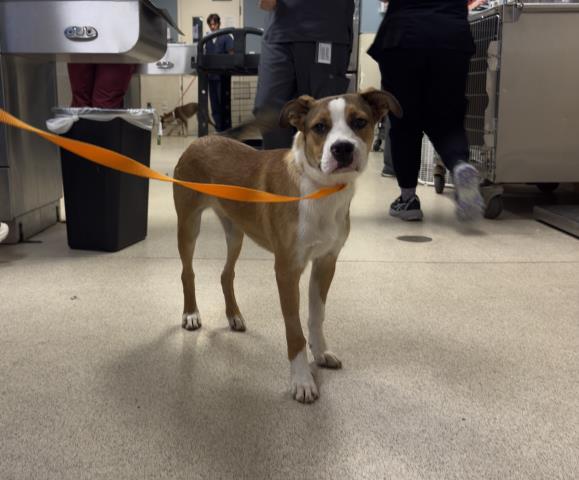 Shelter Stray Male Dog last seen Near BLOCK TROTH ST, JURUPA VALLEY CA 91752, 6851 Van Buren Boulevard, Jurupa Valley, CA 92509, USA