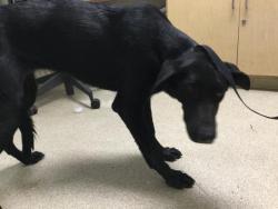 Shelter Stray Female Dog last seen Near BLOCK RIDER ST, PERRIS, CA, 6851 Van Buren Boulevard, Jurupa Valley, CA 92509, USA