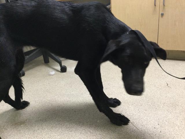 Shelter Stray Female Dog last seen Near BLOCK RIDER ST, PERRIS, CA, 6851 Van Buren Boulevard, Jurupa Valley, CA 92509, USA