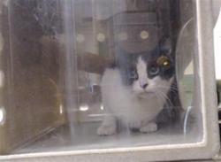 Shelter Stray Unknown Cat last seen Near BLOCK N TEJON ST, DENVER CO 80221, 1241 W Bayaud Ave, Denver, CO 80223, USA