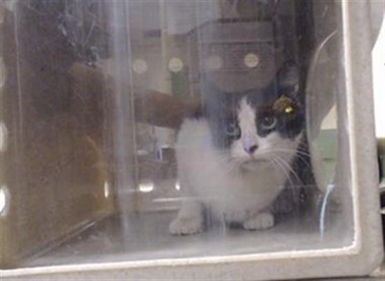 Shelter Stray Unknown Cat last seen Near BLOCK N TEJON ST, DENVER CO 80221, 1241 W Bayaud Ave, Denver, CO 80223, USA