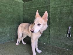 Shelter Stray Male Dog last seen , 5210 W Ave I, Lancaster, CA 93536, USA
