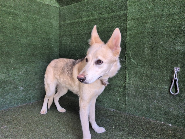 Shelter Stray Male Dog last seen , 5210 W Ave I, Lancaster, CA 93536, USA