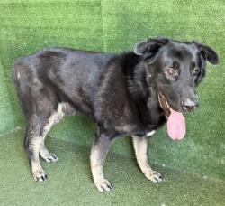 Shelter Stray Male Dog last seen , 5210 W Ave I, Lancaster, CA 93536, USA