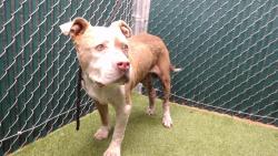 Shelter Stray Male Dog last seen , 11258 Garfield Ave, Downey, CA 90242, USA