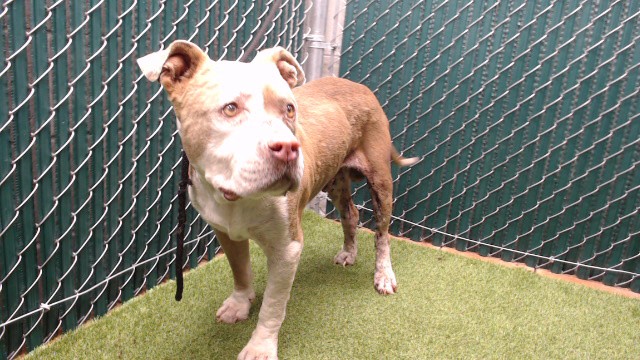 Shelter Stray Male Dog last seen , 11258 Garfield Ave, Downey, CA 90242, USA
