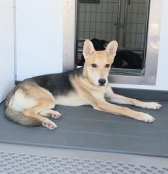 Shelter Stray Male Dog last seen , 333 Chandler Pl, San Bernardino, CA 92408, USA