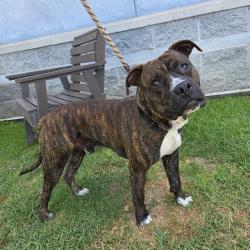 Shelter Stray Male Dog last seen Near BLOCK BLCK E OCEAN BLVD, LONG BEACH, CA 90803, 7700 E Spring St, Long Beach, CA 90815, USA