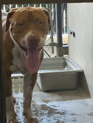 Shelter Stray Male Dog last seen W RIALTO AVE & S MACY ST, SAN BERNARDINO, CA, 92410, USA, 333 Chandler Pl, San Bernardino, CA 92408, USA