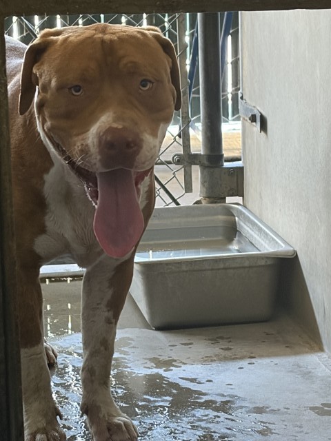 Shelter Stray Male Dog last seen W RIALTO AVE & S MACY ST, SAN BERNARDINO, CA, 92410, USA, 333 Chandler Pl, San Bernardino, CA 92408, USA