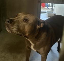Shelter Stray Female Dog last seen W RIALTO AVE & S MACY ST, SAN BERNARDINO, CA, 92410, USA, 333 Chandler Pl, San Bernardino, CA 92408, USA