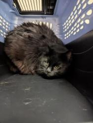 Shelter Stray Male Cat last seen CENTRAL PARK, 2080 S Quebec St, Denver, CO 80231, USA