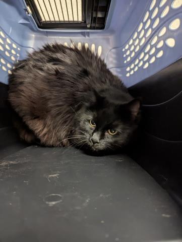 Shelter Stray Male Cat last seen CENTRAL PARK, 2080 S Quebec St, Denver, CO 80231, USA