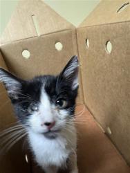 Shelter Stray Male Cat last seen BROADWAY & 19TH ST, 2127 Front St, Sacramento, CA 95818, USA
