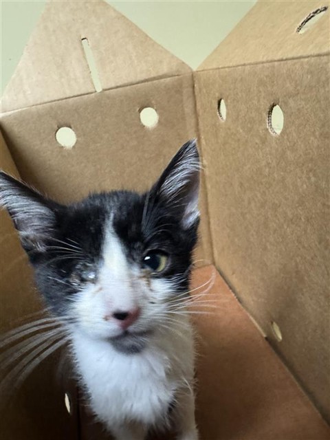 Shelter Stray Male Cat last seen BROADWAY & 19TH ST, 2127 Front St, Sacramento, CA 95818, USA