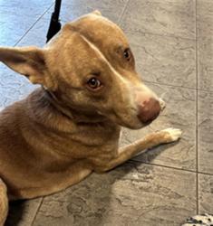 Shelter Stray Male Dog last seen , 11361 W Pico Blvd, Los Angeles, CA 90064, USA