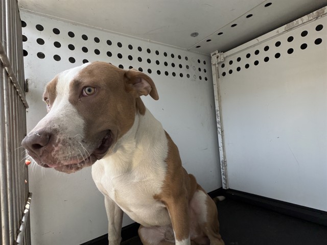 Shelter Stray Male Dog last seen Near BLK CHESTER AVE, BAKERSFIELD, CA, 201 S Mt Vernon Ave, Bakersfield, CA 93307, USA