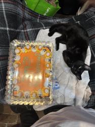 Lost Female Cat last seen Kings est at Oak Ribge Rd 32086, St. Augustine, FL 32086
