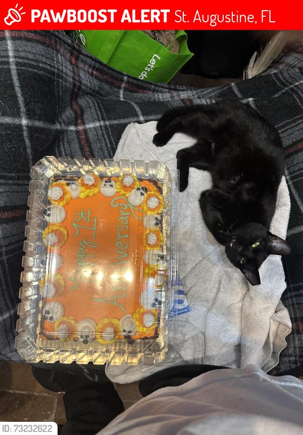 Lost Female Cat last seen Kings est at Oak Ribge Rd 32086, St. Augustine, FL 32086