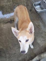 Shelter Stray Female Dog last seen , 1850 W 60th St, Los Angeles, CA 90047, USA