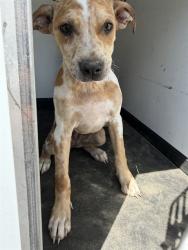 Shelter Stray Female Dog last seen Near BLK N SILLECT ST, BAKERSFIELD, CA, 201 S Mt Vernon Ave, Bakersfield, CA 93307, USA