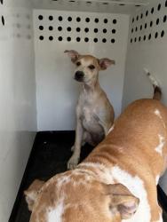 Shelter Stray Female Dog last seen Near BLK N SILLECT ST, BAKERSFIELD, CA, 201 S Mt Vernon Ave, Bakersfield, CA 93307, USA