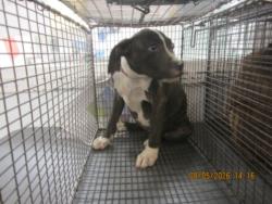 Shelter Stray Female Dog last seen , 1850 W 60th St, Los Angeles, CA 90047, USA