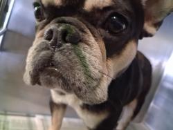 Shelter Stray Male Dog last seen , 1850 W 60th St, Los Angeles, CA 90047, USA