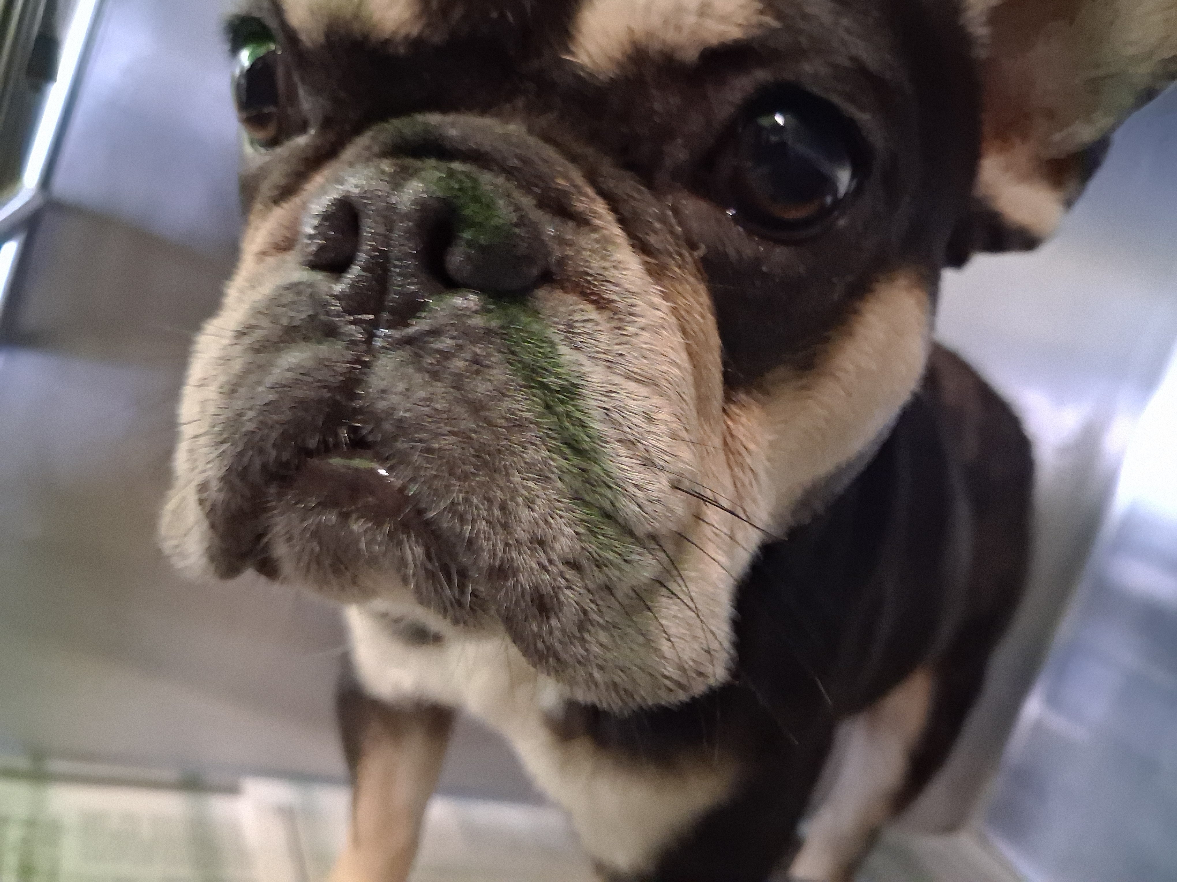 Shelter Stray Male Dog last seen , 1850 W 60th St, Los Angeles, CA 90047, USA