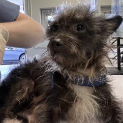 Shelter Stray Male Dog last seen , 1850 W 60th St, Los Angeles, CA 90047, USA