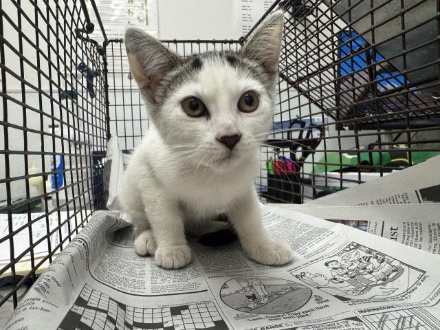 Shelter Stray Female Cat last seen , 1850 W 60th St, Los Angeles, CA 90047, USA
