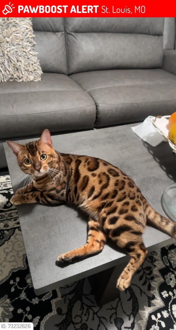 Lost Male Cat last seen Bayless ave, St. Louis, MO 63123