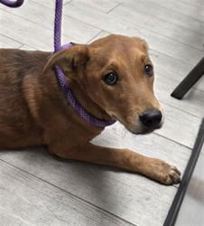 Shelter Stray Female Dog last seen Near BLOCK N ALFORD ST, RIDGECREST CA 93555, 14891 CA-178, Lake Isabella, CA 93240, USA