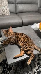 Lost Male Cat last seen Bayless ave, St. Louis, MO 63123