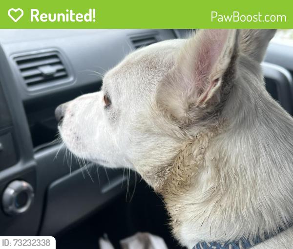 Reunited Male Dog last seen Partridge ave, Oakland, CA 94605