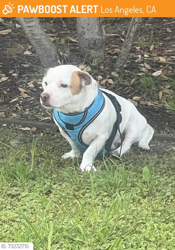 Found/Stray Male Dog last seen 42nd and 4th Ave, Los Angeles, CA 90008