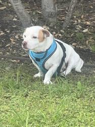 Found/Stray Male Dog last seen 42nd and 4th Ave, Los Angeles, CA 90008