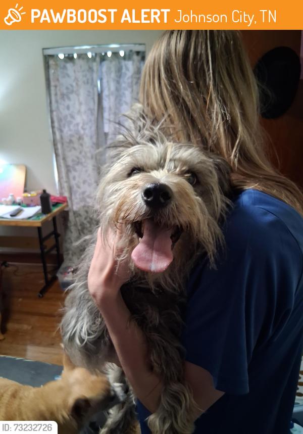 Found/Stray Female Dog last seen Fire Station on West Walnut Street, Johnson City, TN 37604
