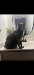 Lost Male Cat last seen Mossie smith road, Easley, SC 29642