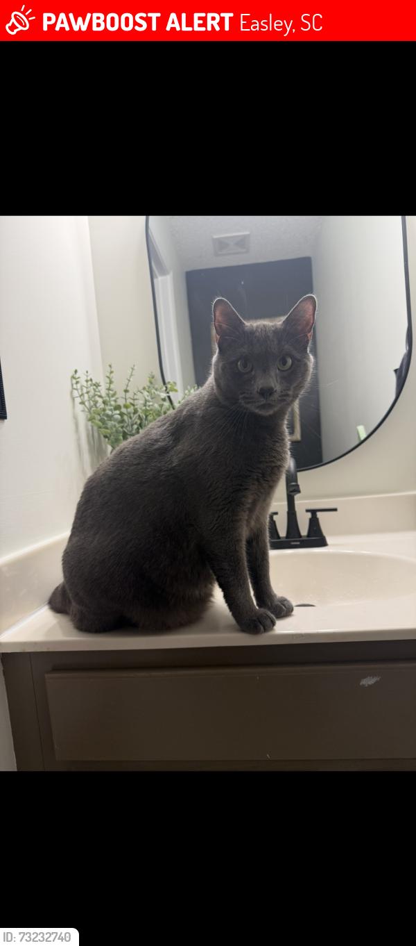 Lost Male Cat last seen Mossie smith road, Easley, SC 29642
