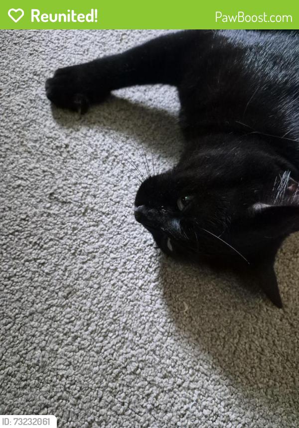 Reunited Female Cat last seen 16th and M, Galveston, TX 77550